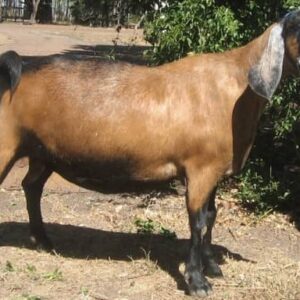 Anglo-Nubians Goats