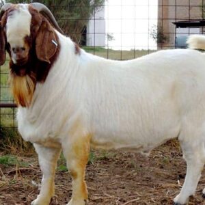 Boer Goat 45-50kg