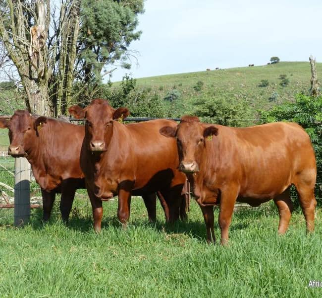 Bonsmara Cattle
