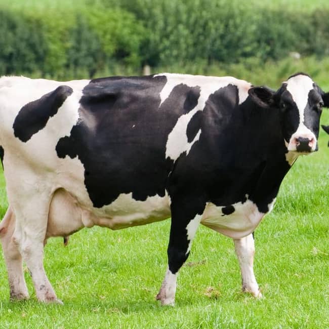 Dairy Cattle