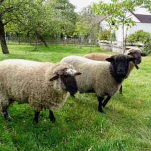 Harmels Sheep