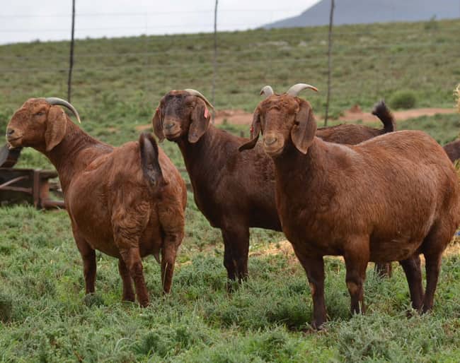 Kalahari Red Goats