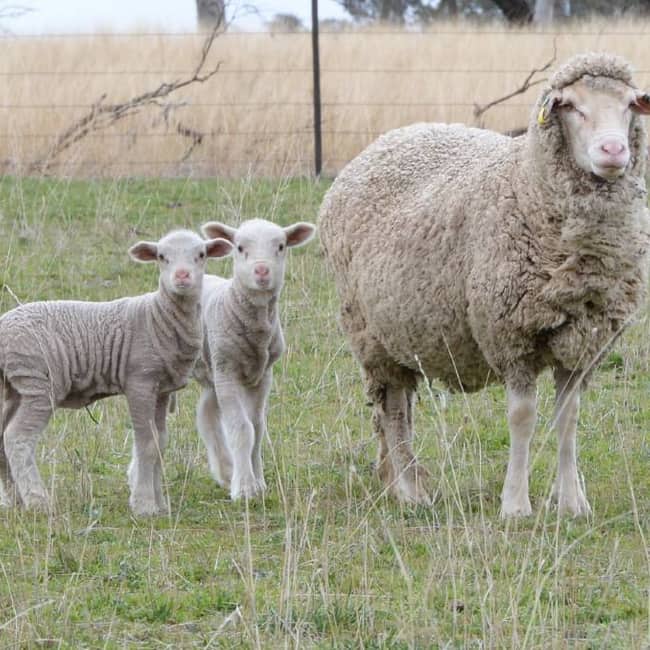 Merino Sheep 45-60kg