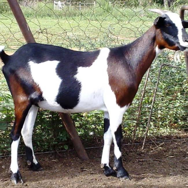 Nguni Goats