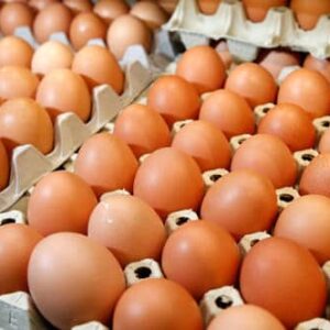 Promel Chicken Eggs