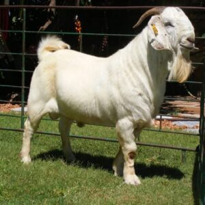Savanna Goat 45 - 50kg