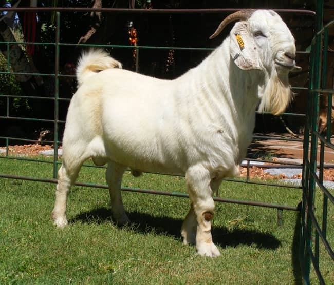 Savanna Goat 45 - 50kg