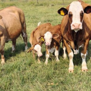 Simbra Cattle