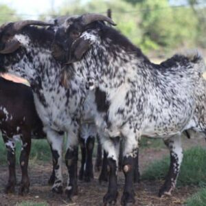 Speckled Goats 45-50kg